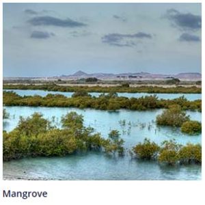 سیر بنی یاس